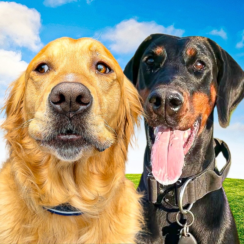 Close up of the faces of a golden retriever and a doberman
